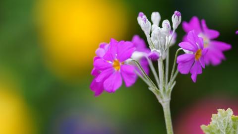 报春花唯美图片