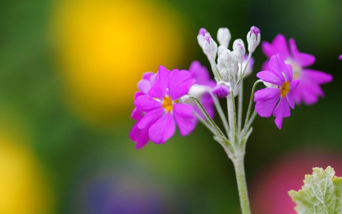 报春花唯美图片