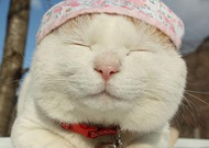可爱戴帽子的猫咪图片