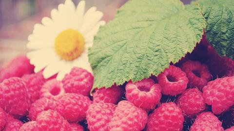 树莓高清摄影图片