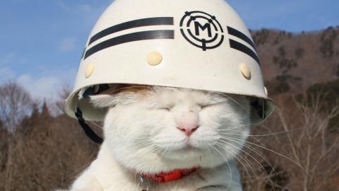 可爱戴帽子的猫咪图片