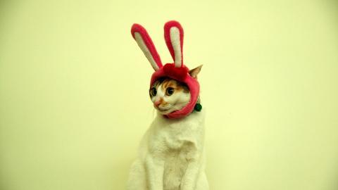 可爱戴帽子的猫咪图片