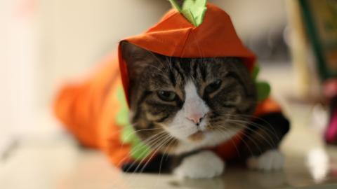 可爱戴帽子的猫咪图片