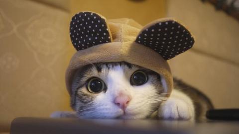 可爱戴帽子的猫咪图片