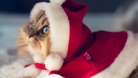 可爱戴帽子的猫咪图片