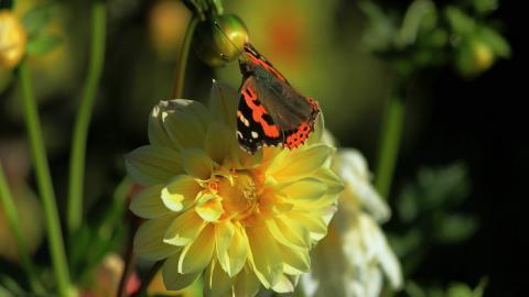 高清鲜花和蝴蝶图片