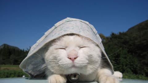 可爱戴帽子的猫咪图片