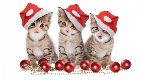 可爱戴帽子的猫咪图片