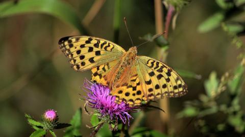 高清鲜花和蝴蝶图片