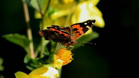 高清鲜花和蝴蝶图片