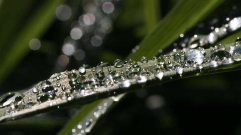 夏日清晨植物上的露珠图片(下)