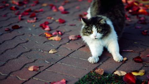 各种小动物图片