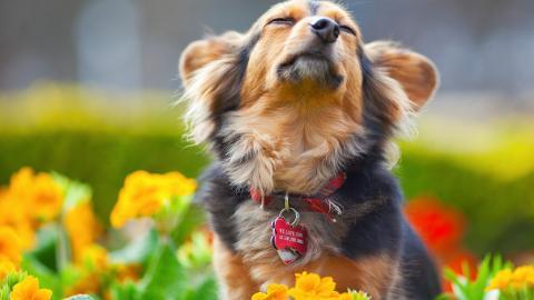 各种小动物图片