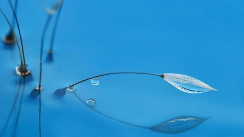 夏日清晨植物上的露珠图片(下)