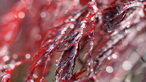 夏日清晨植物上的露珠图片(下)