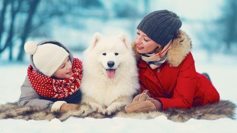 冬季雪地上嬉戏玩耍图片