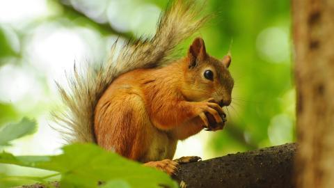 各种小动物图片