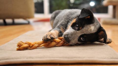 各种小动物图片