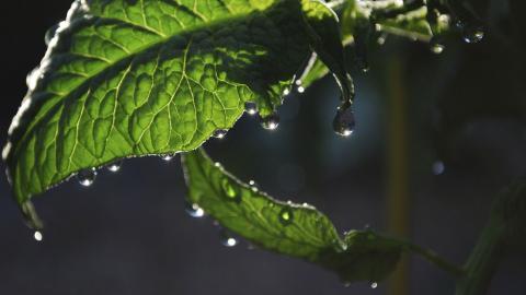 夏日清晨植物上的露珠图片(下)