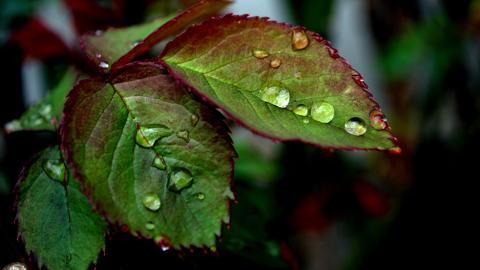 夏日清晨植物上的露珠图片(下)