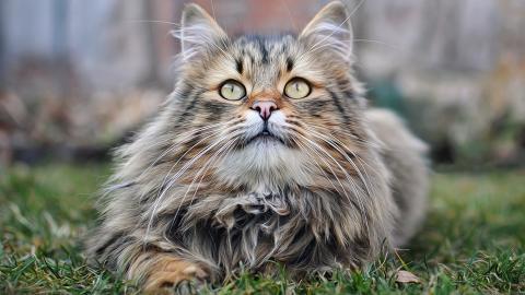 各种小动物图片