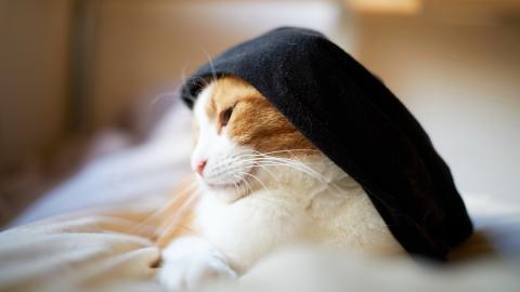 各种小动物图片