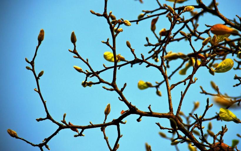春天里树梢上的嫩芽高清图片