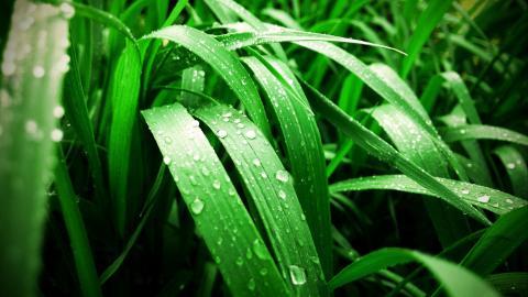 夏日清晨植物上的露珠图片(下)