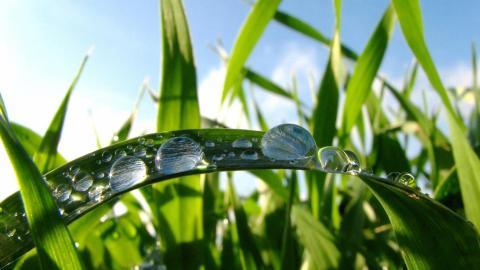 夏日清晨植物上的露珠图片(下)
