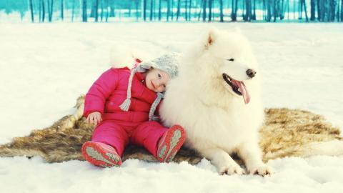 冬季雪地上嬉戏玩耍图片