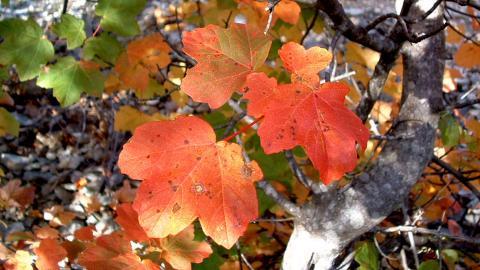 秋天的树木落叶景色图片
