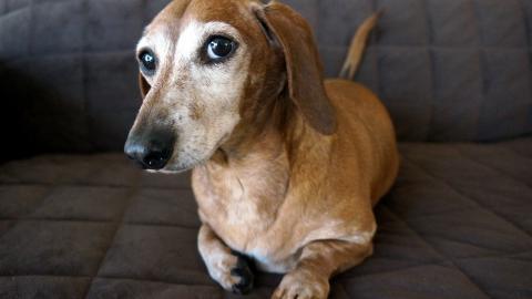 各种小动物图片