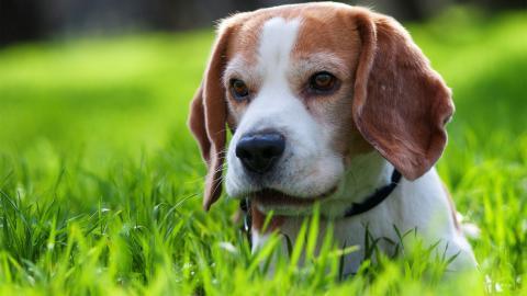 各种小动物图片