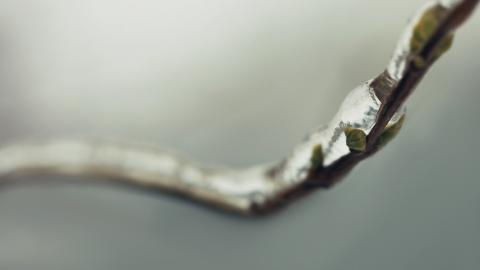 春天里树梢上的嫩芽高清图片