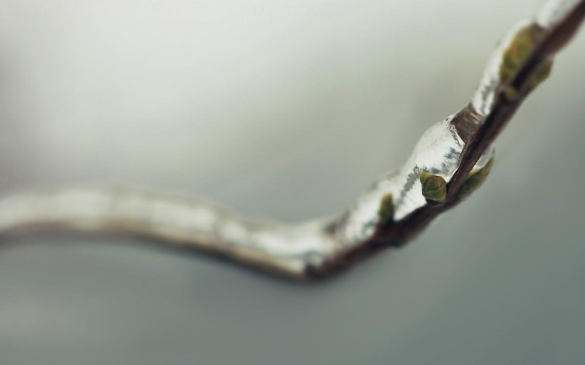 春天里树梢上的嫩芽高清图片