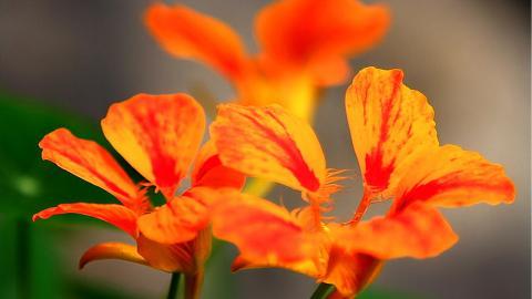 旱金莲花卉图片