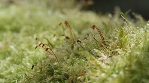 夏日清晨植物上的露珠图片(下)