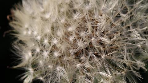 夏日清晨植物上的露珠图片(下)