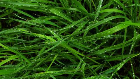 夏日清晨植物上的露珠图片(下)