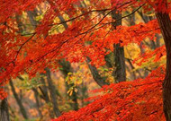 秋天的树木落叶景色图片