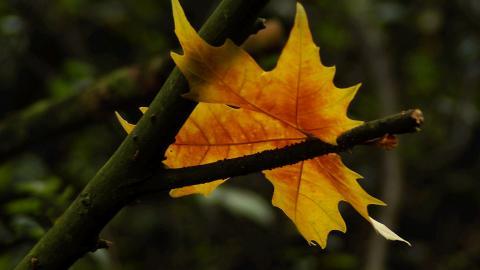 秋天的树木落叶景色图片