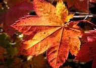 秋天的树木落叶景色图片