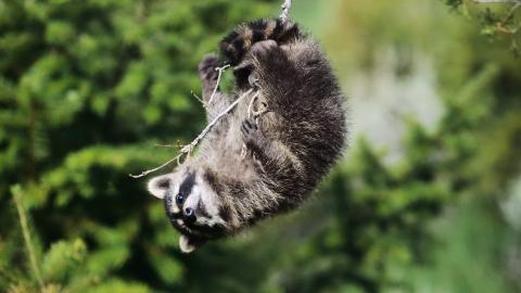 各种小动物图片