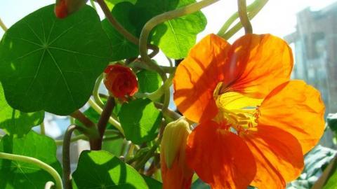 旱金莲花卉图片