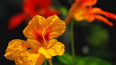 旱金莲花卉图片