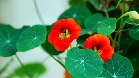 旱金莲花卉图片