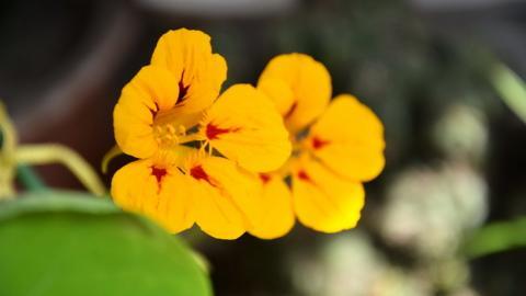 旱金莲花卉图片