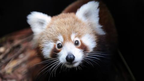 可爱的小浣熊图片