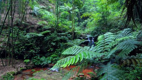 美丽的溪泉瀑布图片