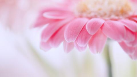 热情火辣的非洲菊图片